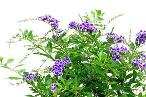 兩種花最適合新手養，有土就活，花開艷麗，滿屋散發奶香味