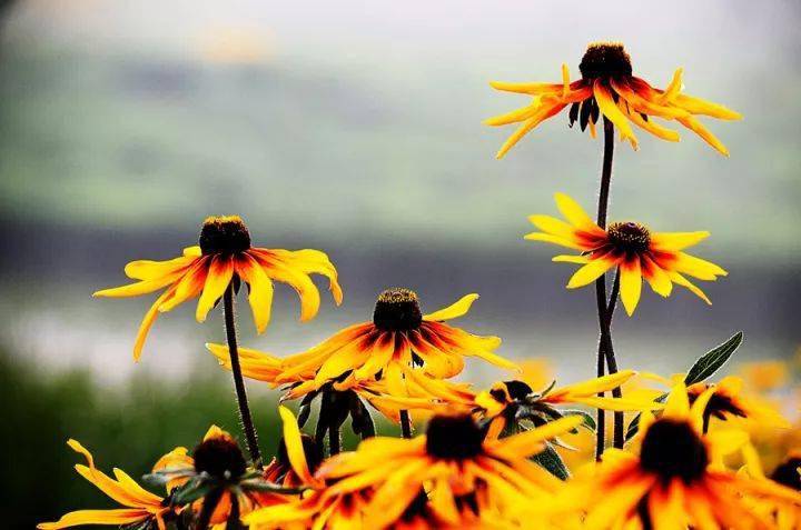 <strong>27種花園常用宿根花卉，你種過幾種？</strong>