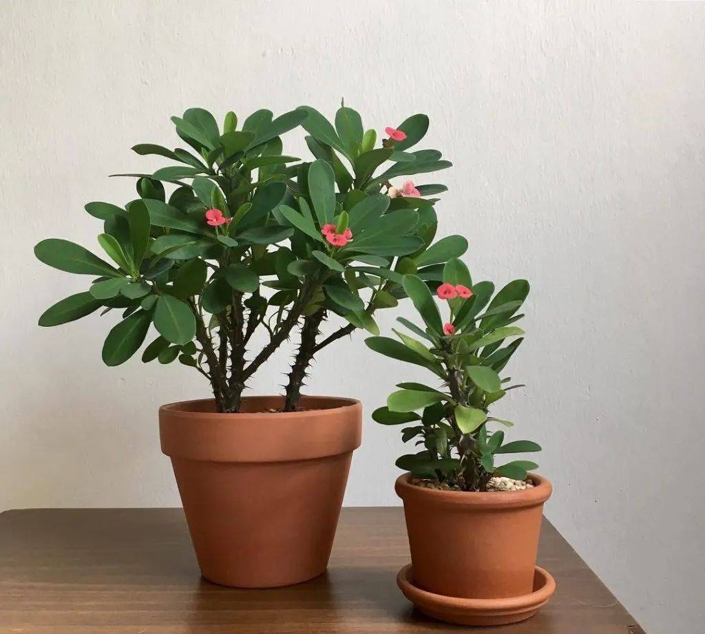 室內(nèi)比較好養(yǎng)的植物_室內(nèi)植物哪個(gè)好養(yǎng)活_室內(nèi)養(yǎng)什么植物最好排名