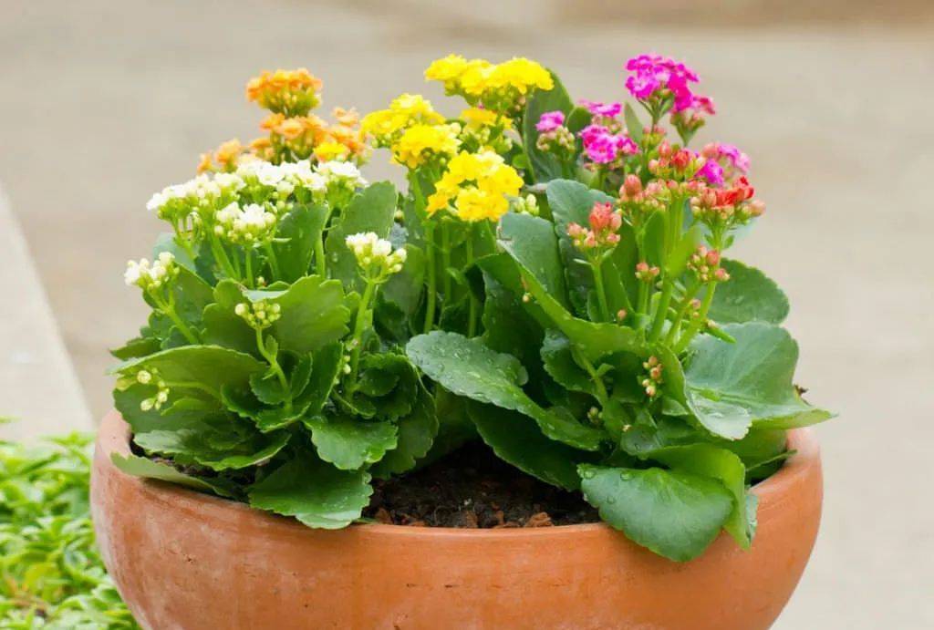 室內(nèi)比較好養(yǎng)的植物_室內(nèi)養(yǎng)什么植物最好排名_室內(nèi)植物哪個(gè)好養(yǎng)活