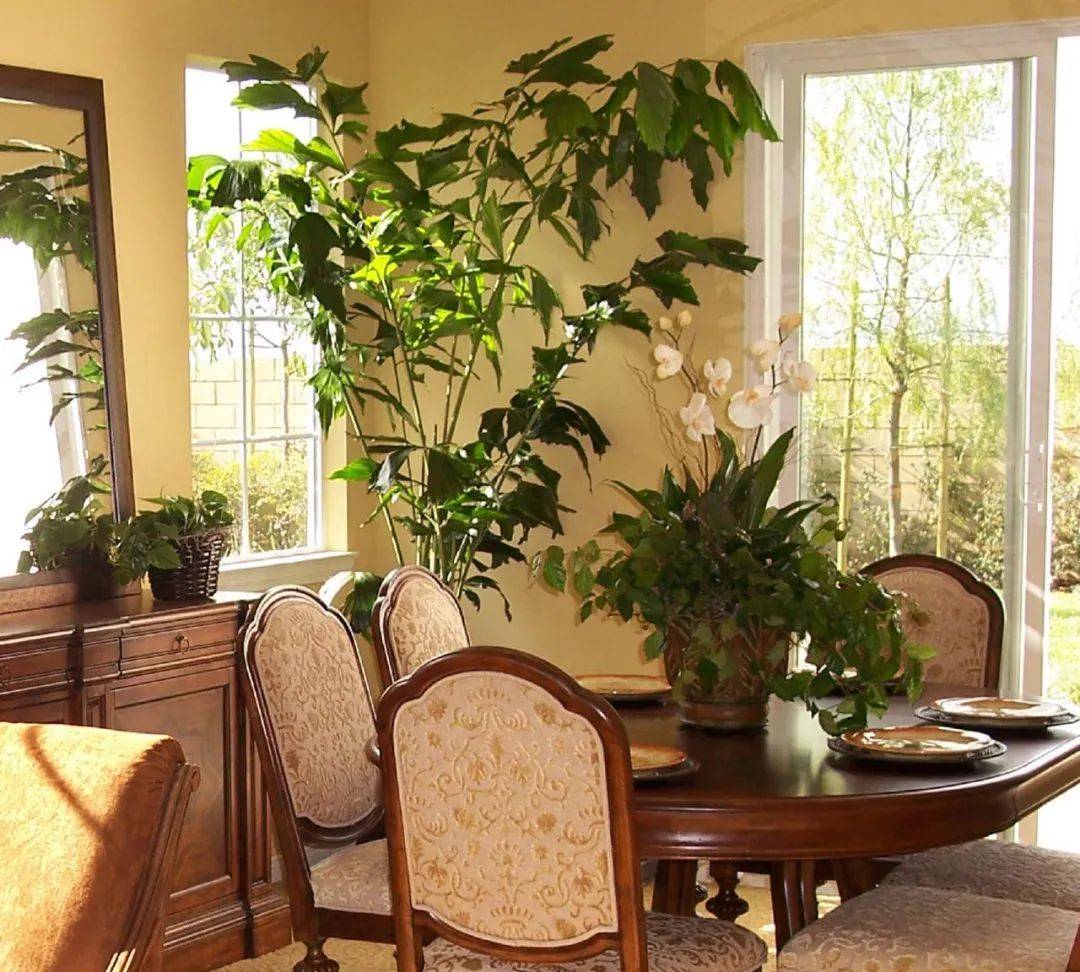 室內(nèi)植物哪個(gè)好養(yǎng)活_室內(nèi)養(yǎng)什么植物最好排名_室內(nèi)比較好養(yǎng)的植物