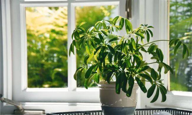 室內(nèi)植物哪個(gè)好養(yǎng)活_室內(nèi)養(yǎng)什么植物最好排名_室內(nèi)比較好養(yǎng)的植物