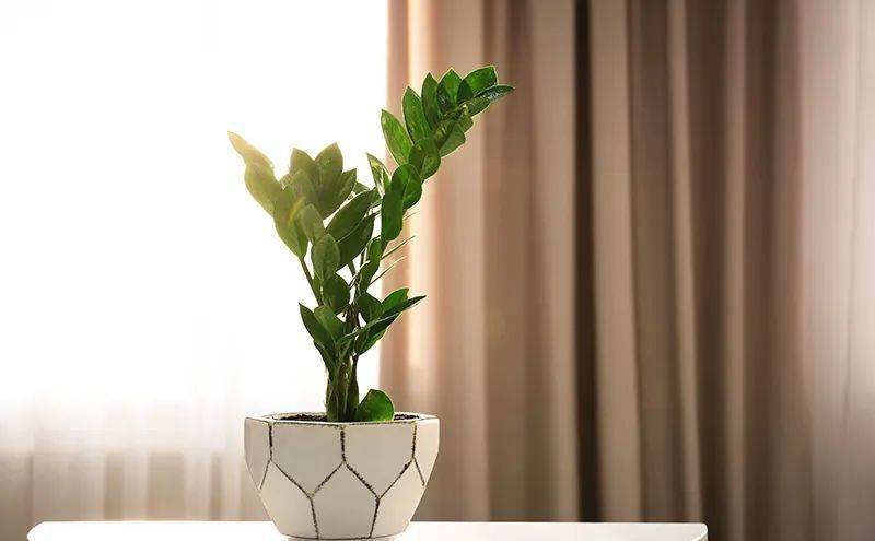 室內(nèi)養(yǎng)什么植物最好排名_室內(nèi)比較好養(yǎng)的植物_室內(nèi)植物哪個(gè)好養(yǎng)活