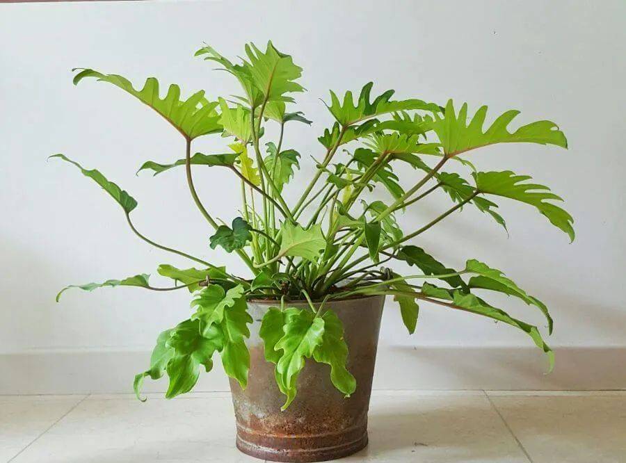 室內(nèi)養(yǎng)什么植物最好排名_室內(nèi)比較好養(yǎng)的植物_室內(nèi)植物哪個(gè)好養(yǎng)活