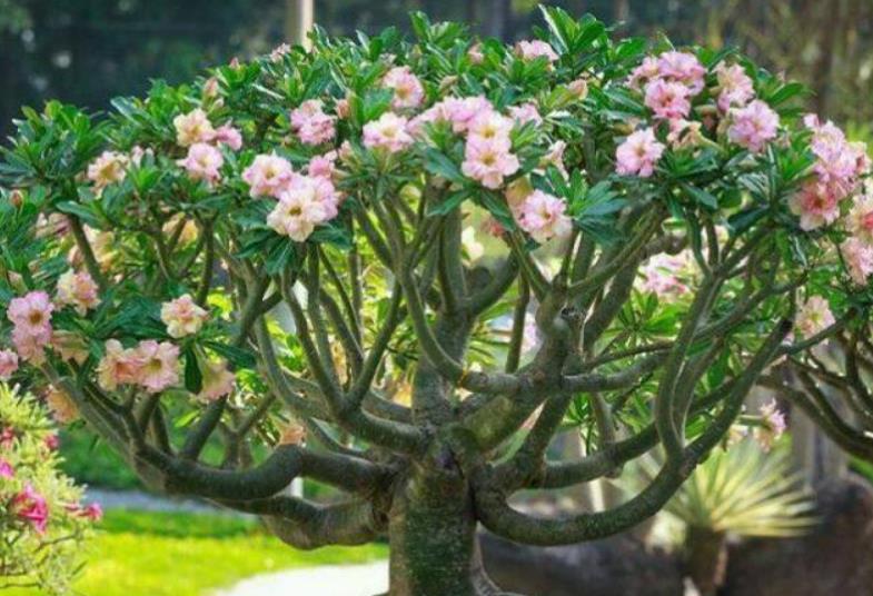 <strong>原標題：俗話說：“勤人養魚，懶人養花”，6種花最適合懶人去養</strong>