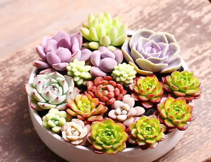 養哪些多肉不利風水