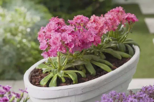 5種超好養(yǎng)還愛開花的多肉，你家養(yǎng)了幾盆呢?