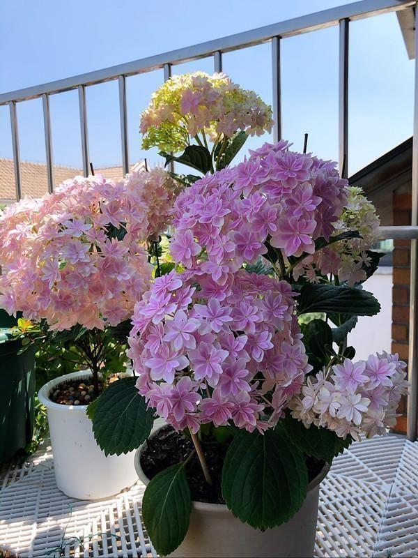 9種“喜陰花”，好養有格調，光線不好養一盆，北陽臺也能美美噠