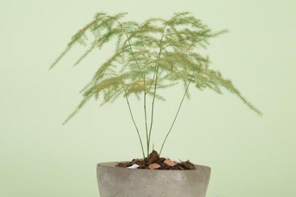 綠植好養_養綠植養的好有什么寓意_最好養活的綠植