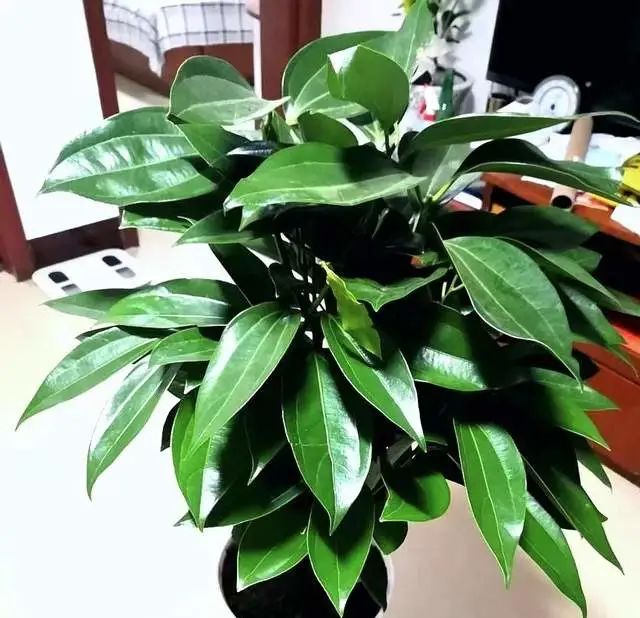 室內(nèi)養(yǎng)綠植有什么好處_室內(nèi)養(yǎng)綠植的好處_好處室內(nèi)養(yǎng)綠植的句子