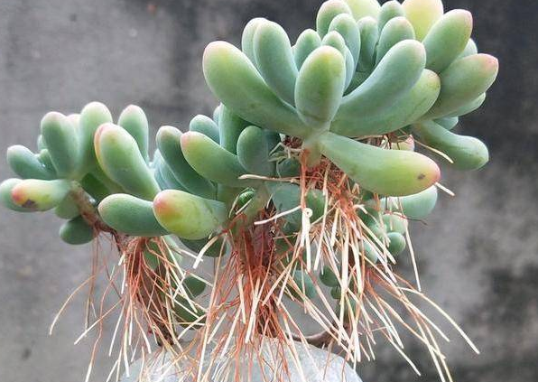 多肉植物長“胡須”了？注意這個(gè)“求救信號(hào)”，肉友們別忽視！