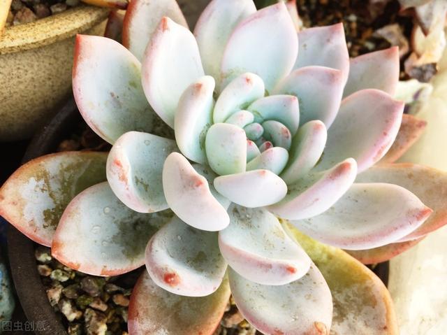 種植多肉花盆多大比較好養(yǎng)_多肉的花怎么種植_種植多肉花盆選擇