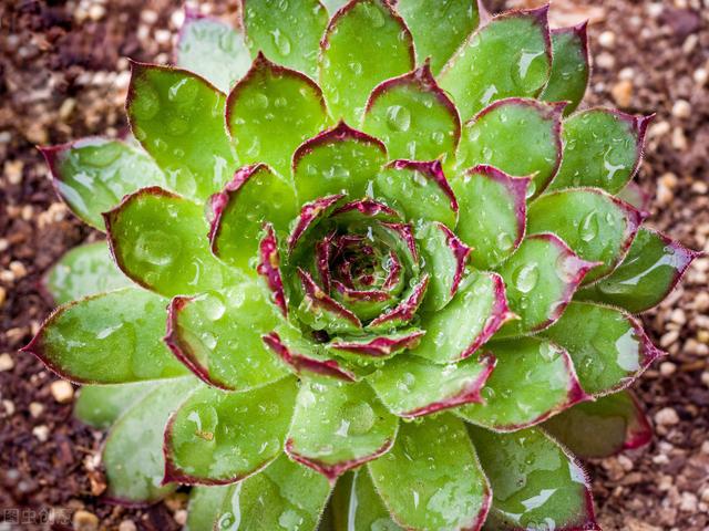多肉的花怎么種植_種植多肉花盆選擇_種植多肉花盆多大比較好養(yǎng)