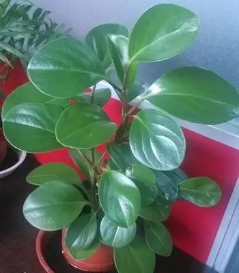 大型綠植好養活_好養的大型綠植_養大型綠植好還是小型