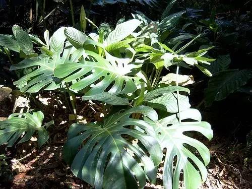 好養的大型綠植_養大型綠植好還是小型_大型綠植好養活