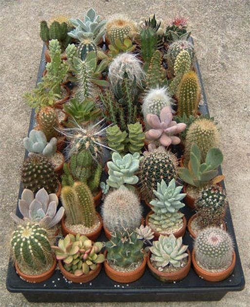 好養的大型綠植_大型綠植好養活_養大型綠植好還是小型