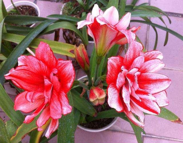 4種花，適合擺在飄窗上養(yǎng)，空間小不打緊，照樣好養(yǎng)活