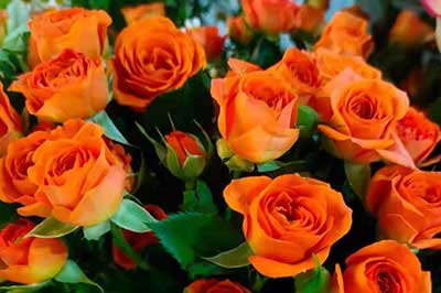 第一次認識的女孩送什么花合適？對她也有一點好感但還不了解！