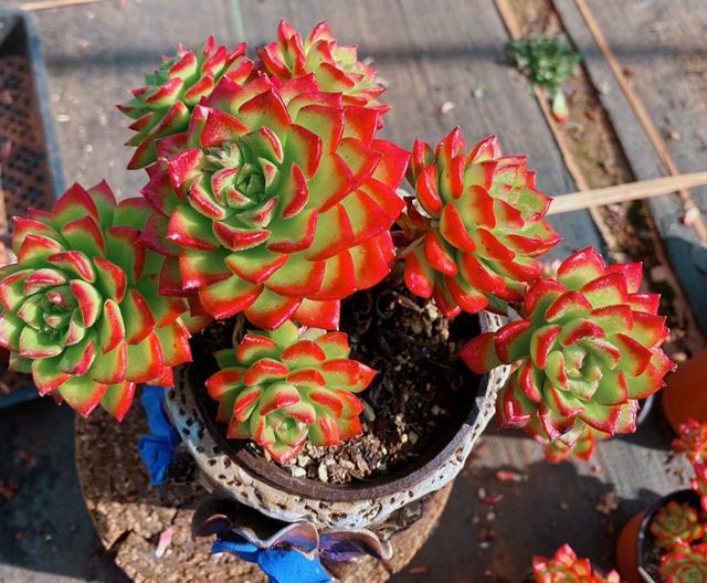 100種常見多肉圖鑒，比花還美，你認(rèn)識(shí)幾種？