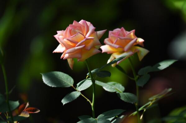 花卉名貴排名前十_名貴花卉排名_花卉名貴排名榜