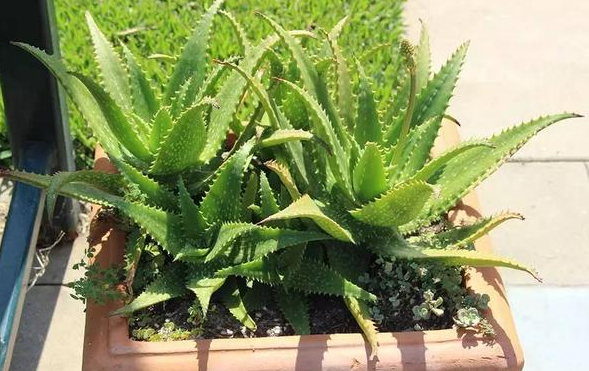適合臥室養的水培植物_臥室培植養物適合水培嗎_臥室培植養物適合水培的植物