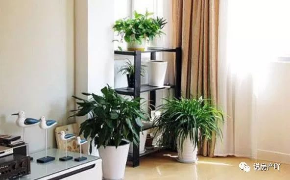 適合放客廳的3種“耐陰花”，沒有陽光，葉子也茂盛！比綠蘿好養