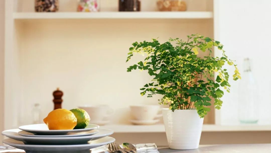 <strong>這10種耐陰花，養家里才氣派，讓你“擺脫”綠蘿的束縛~</strong>