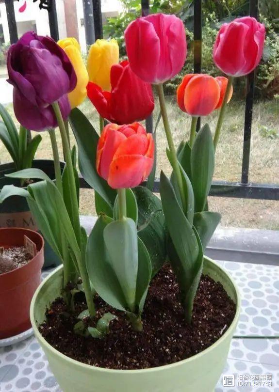 臥室能養花嗎_臥室能養花嗎養什么花_臥室能養花嗎風水