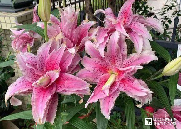 臥室能養花嗎_臥室能養花嗎養什么花_臥室能養花嗎風水