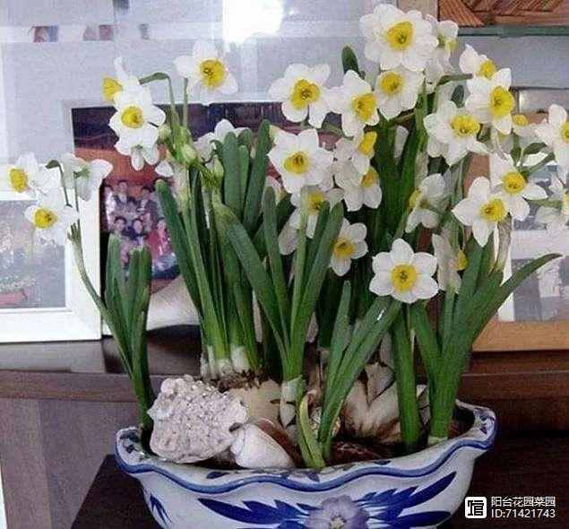 臥室能養花嗎養什么花_臥室能養花嗎_臥室能養花嗎風水