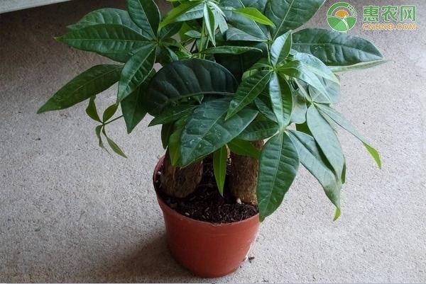 客廳適合養什么花和植物好風水？