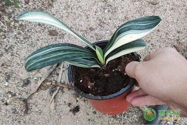 客廳養綠植好不好_客廳養綠植好嗎風水_客廳養什么綠植好