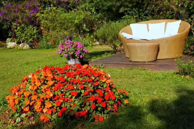 幾種花卉都是極其耐寒的，冬天在零度以下也能生長良好