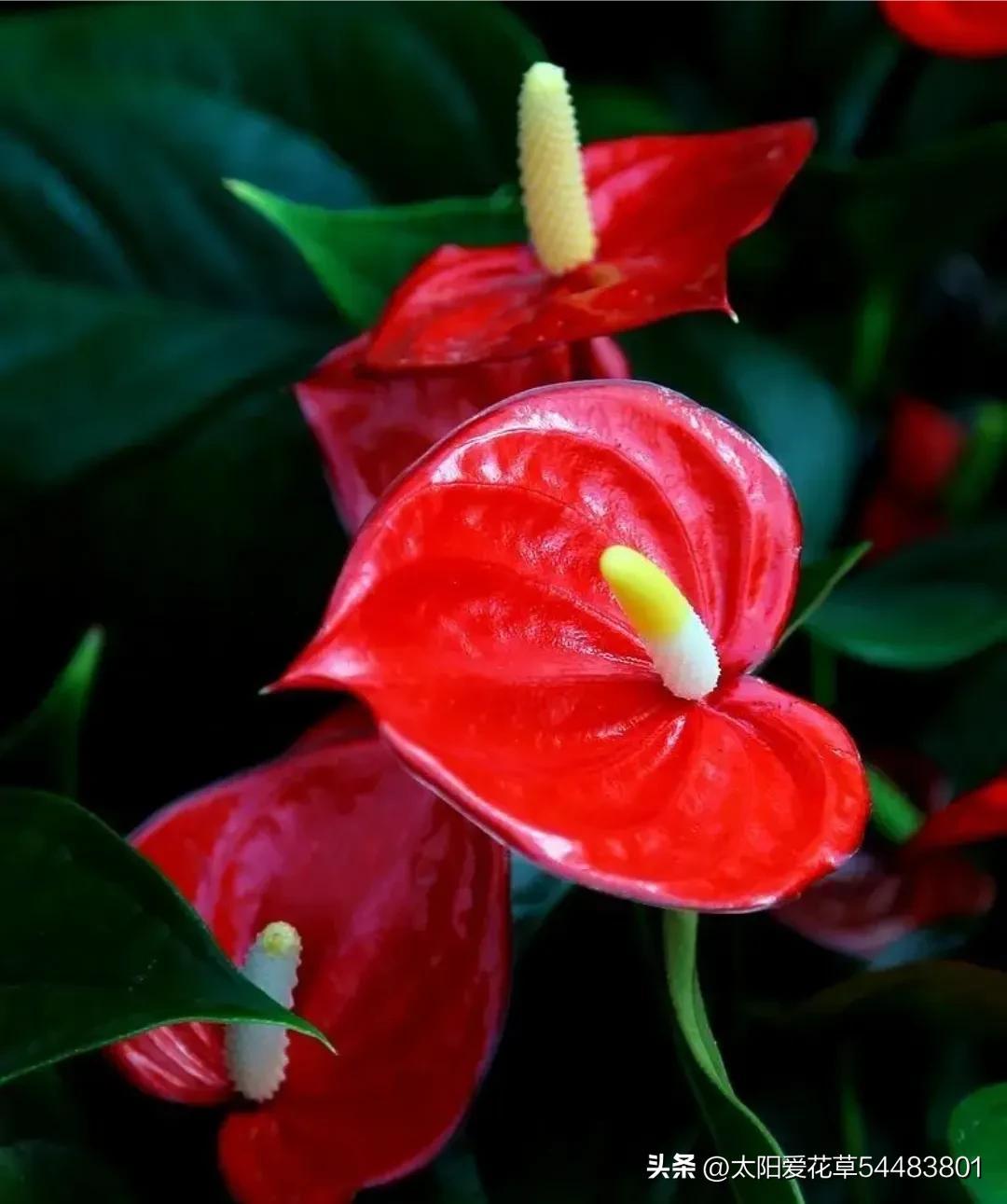 大巖桐花為什么開一半不開了_大巖桐花冬天開花嗎_大巖桐花冬天能開花嗎