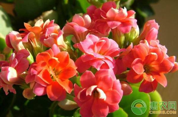 長壽花有毒嗎？怎么擺放好？