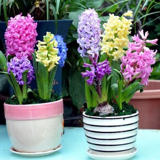 冬季里最耐寒的15種花卉，養得好能一直開到年后