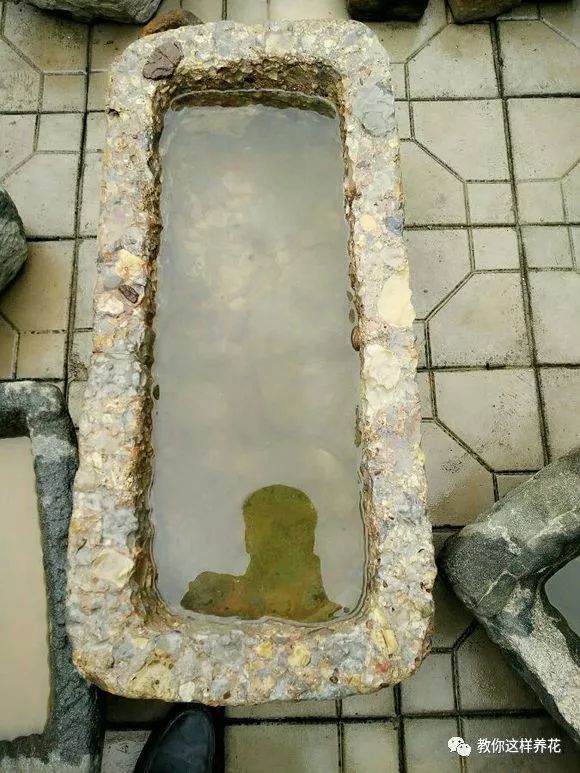 葉子養日常多肉好嗎_葉子養多肉的日常_葉子養多肉的日常生活