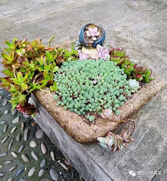 葉子養日常多肉好嗎_葉子養多肉的日常_葉子養多肉的日常生活