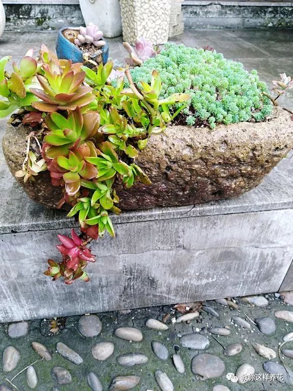 葉子養多肉的日常_葉子養日常多肉好嗎_葉子養多肉的日常生活