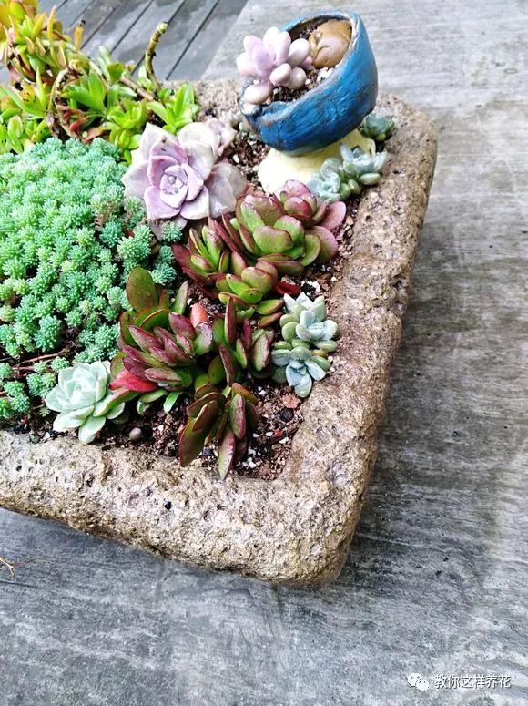 葉子養多肉的日常_葉子養日常多肉好嗎_葉子養多肉的日常生活