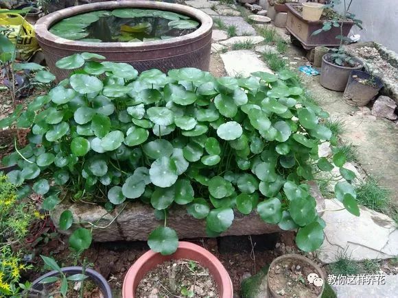 葉子養日常多肉好嗎_葉子養多肉的日常_葉子養多肉的日常生活