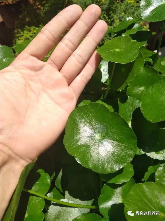 葉子養多肉的日常生活_葉子養日常多肉好嗎_葉子養多肉的日常