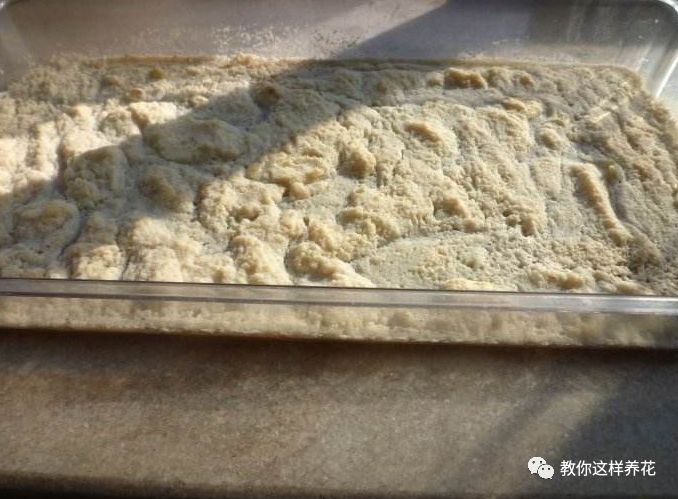 葉子養多肉的日常_葉子養多肉的日常生活_葉子養日常多肉好嗎