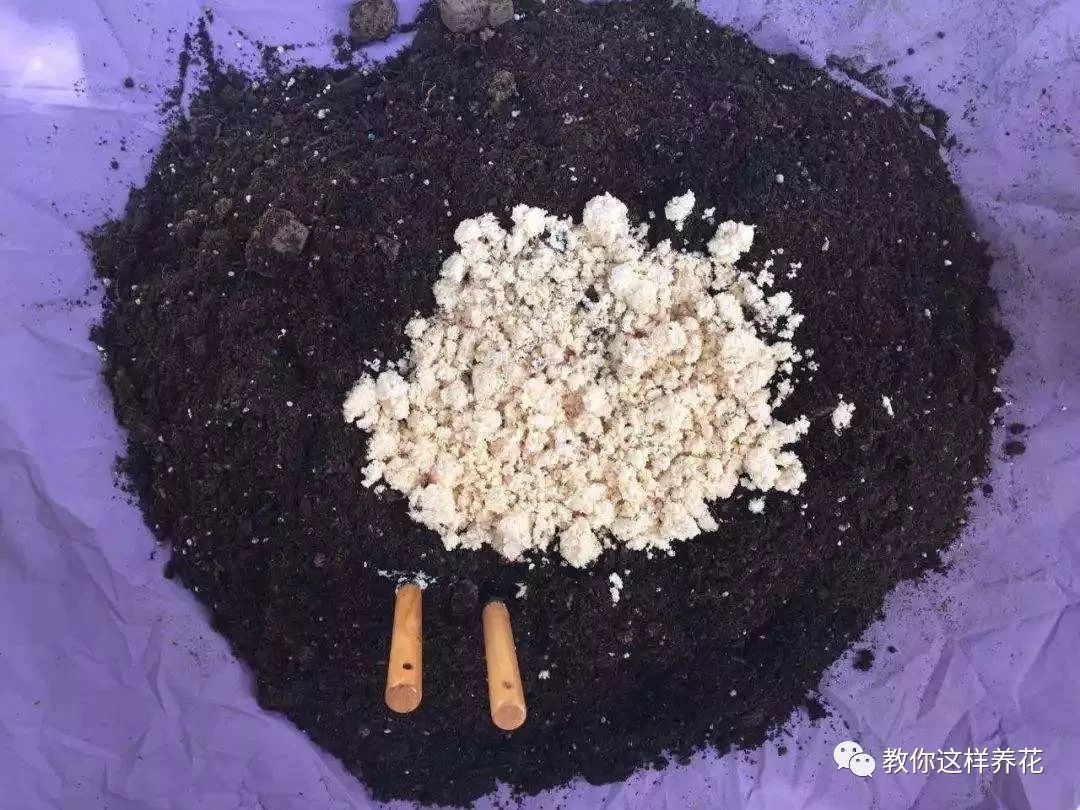 葉子養多肉的日常生活_葉子養日常多肉好嗎_葉子養多肉的日常