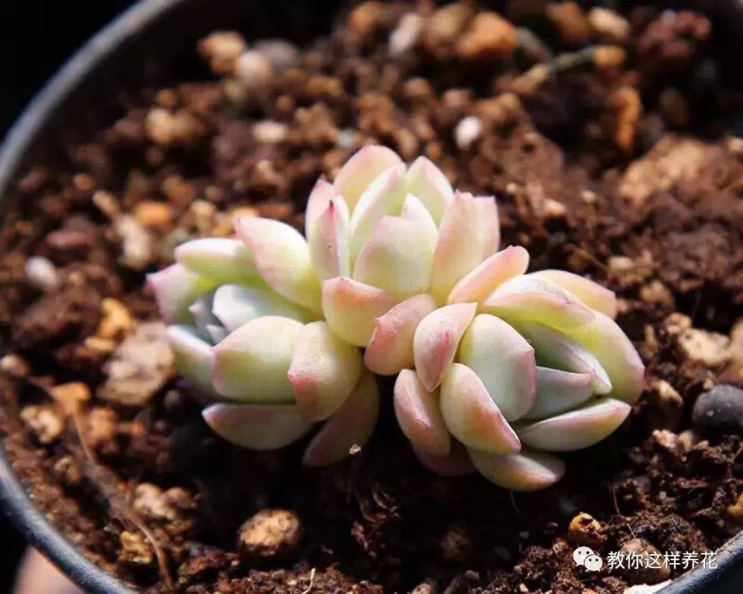 葉子養多肉的日常生活_葉子養多肉的日常_葉子養日常多肉好嗎