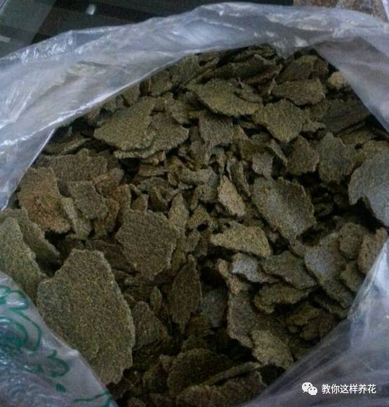 葉子養多肉的日常生活_葉子養日常多肉好嗎_葉子養多肉的日常