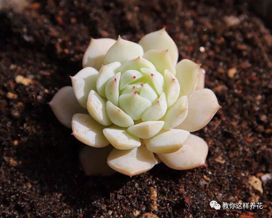 葉子養日常多肉好嗎_葉子養多肉的日常生活_葉子養多肉的日常
