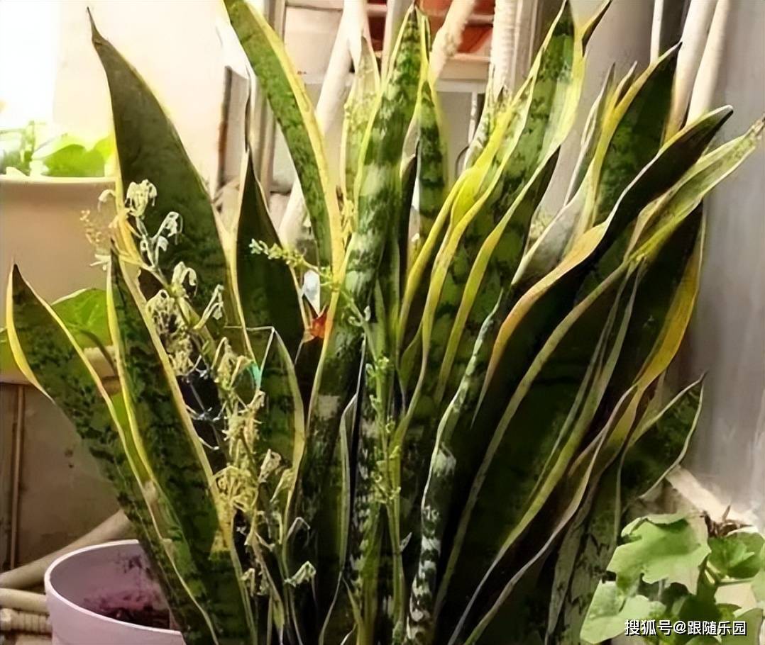 <strong>家里為什么不能養虎皮蘭？不是迷信，而是過來人的經驗</strong>