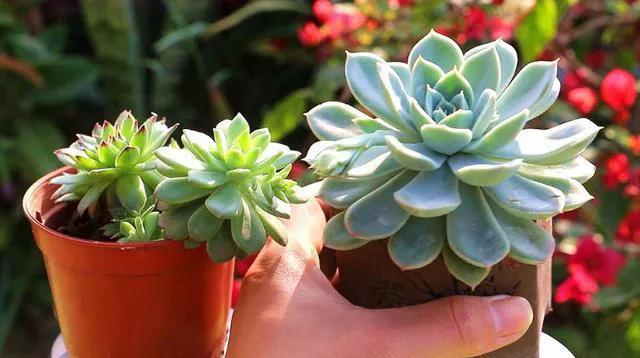 多肉太妃糖和初戀很相似，不仔細區分讓人笑話，假花友容易入坑！