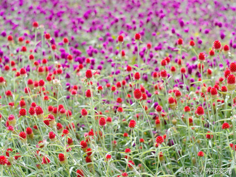 適合盆栽的花卉_花卉盆栽適合的土壤_花卉盆栽適合什么土壤